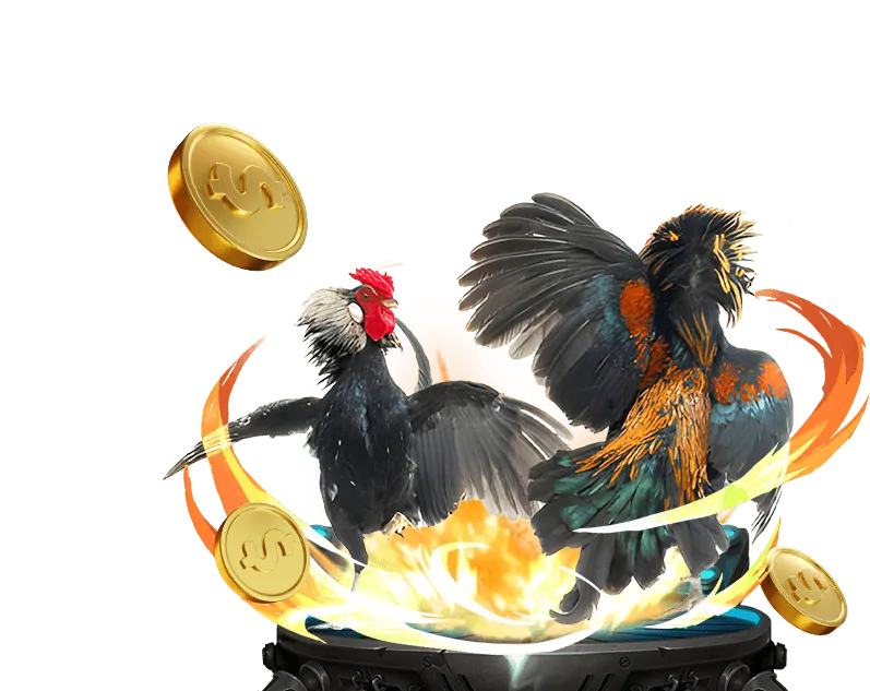 Đá gà cựa dao tại tf88 nha cai